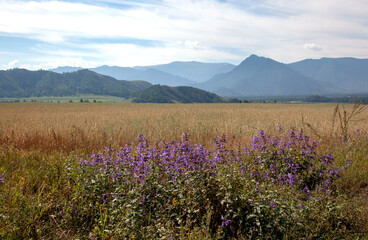 Obraz premium Harvest field against the backdrop of high mountains. In the foreground are wildflowers. There are beautiful clouds in the sky.