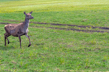 Capreolus capreolus, Roe Deers walking on the meadow at the edge of the forest