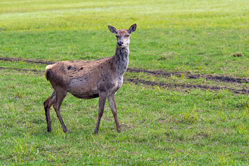 Capreolus capreolus, Roe Deers walking on the meadow at the edge of the forest