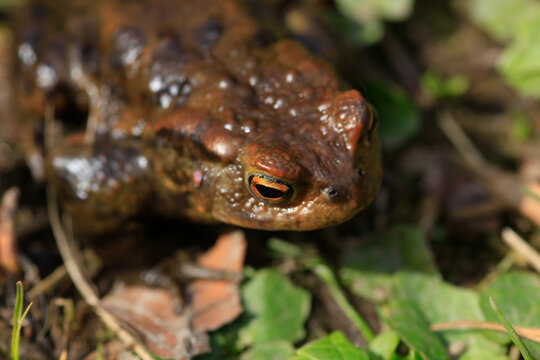 Close up of common toad (Bufo bufo)