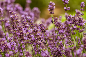 Naklejka premium bright violet lavander flowers background