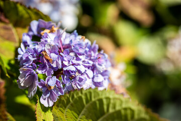 Obraz premium blue and purple hydrangea flowers