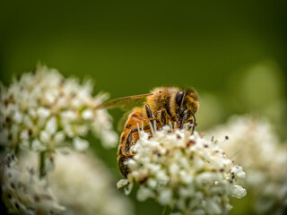 Honeybee, honey bee aka Apis Mellifera, pollinating Hemlock flowers, Conium maculatum.