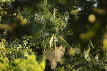 Fototapeta premium Vegetação típica da mata atlântica, em Paraty, uma palmeira vista entre árvores.