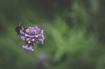 bright violet lavander flowers background with flying bee