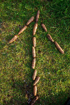 Arrow symbol made from pine cones on grass