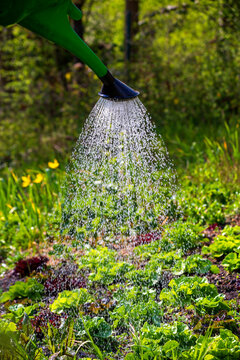 Watering of plants growing in vegetable garden