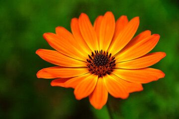 a beautiful field flower 