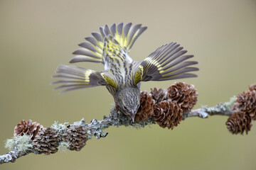 Eurasian siskin (Spinus spinus) singing on tree branch