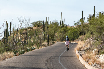 Obraz premium Woman riding a bicycle on a road in Saguaro National Park Tucson Arizona with scenery of saguaro cactus USA