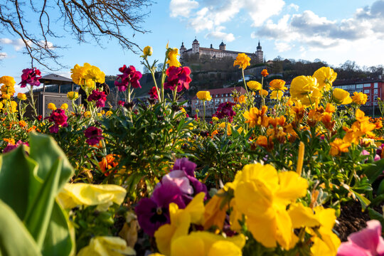Germany, Wurzburg, Blooming flowers in city with Marienberg Fortress, Kappele and Old Main Bridge in background