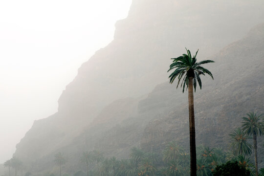 Palm tree in front of mountain