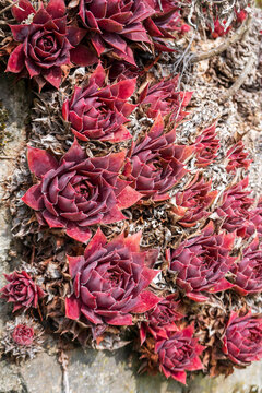 Red houseleeks growing outdoors