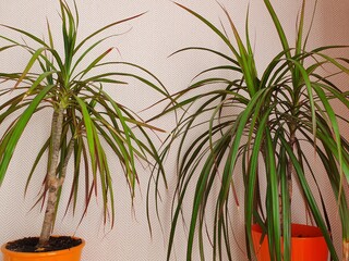 Home plants in orange pots.  Plants grow in the room against the wall, their leaves are very long.