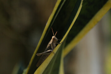 Gafanhotos são os insetos caracterizados por terem o fémur das pernas posteriores muito grandes e fortes, o que lhes permite deslocarem-se aos saltos. Algumas espécies formam enormes enxames.