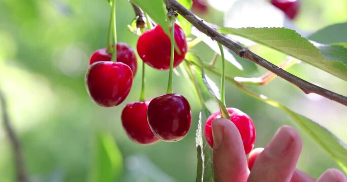 Picking cherries in the orchard. Close up of fresh and ripe cherries picking from a branch, slow motion