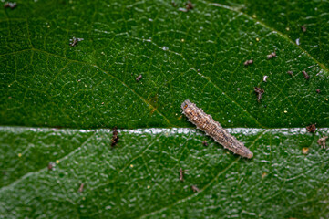 Hoverfly larva on a cherry tree leaf