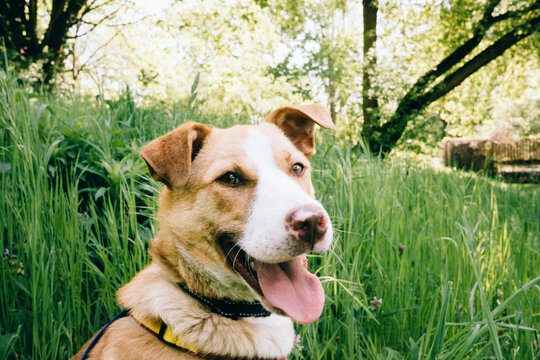 Mixed breed rescue dog sitting in meadow during springtime