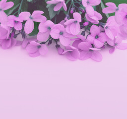 Fototapeta na wymiar Bright delicate pink wildflowers on a pink background.
