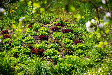 Green and red lettuce growing in vegetable garden