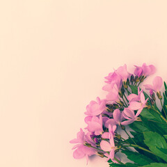 Bright delicate pink wildflowers on a pastel background.