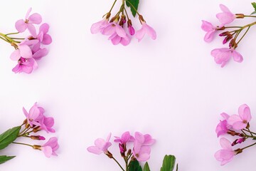 Naklejka premium Bright delicate pink wildflowers on a light background.