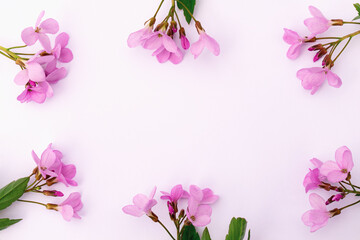 Bright delicate pink wildflowers on a light background.
