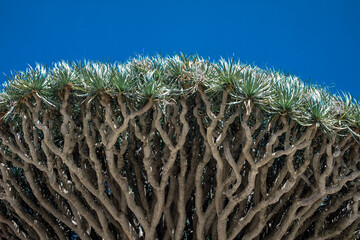 Dragon tree in front of blue sky on sunny day
