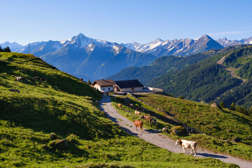 Hill farm at Zillertaler mountain road, Ziller valley, Tyrol, Austria