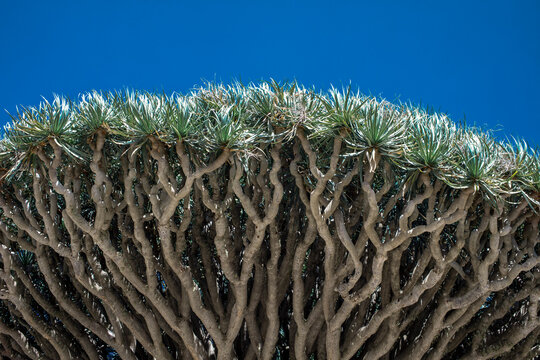 Dragon tree in front of blue sky on sunny day