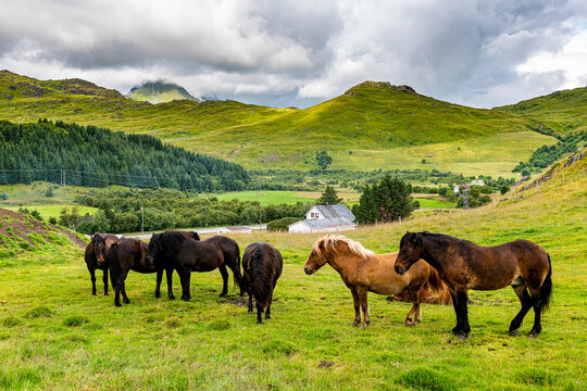 Horses at Lofoten, Norway