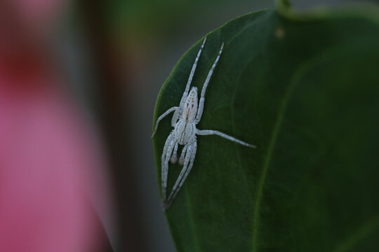 Aranha branca Anyphaenidae, tamb&eacute;m conhecida por aranha-fantasma, com suas longas pernas cobertas com pequenos pelos pretos, sendo que as patinhas da frente tem uma esp&eacute;cie de pompons nas pontas.