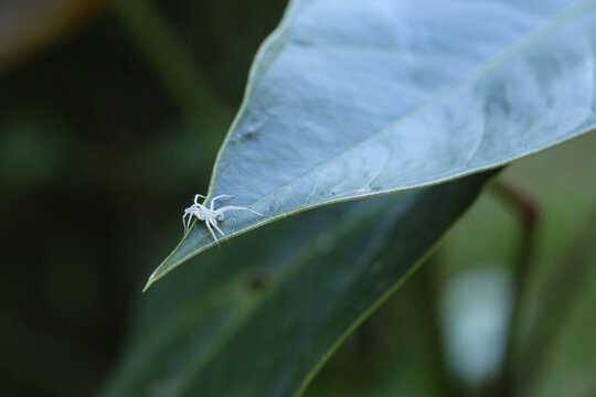 Aranha branca Anyphaenidae, tamb&eacute;m conhecida por aranha-fantasma, com suas longas pernas cobertas com pequenos pelos pretos, sendo que as patinhas da frente tem uma esp&eacute;cie de pompons nas pontas.