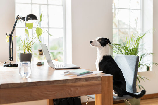 Dog staring while sitting on chair at desk