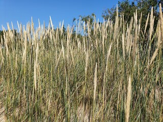 The grass has opened its ears.  A large sunny meadow where various vegetation grows.