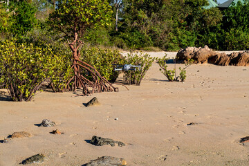 Mangroves On Sandy Beach