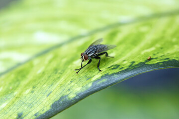 Mosca-doméstica (Musca doméstica)
 Esses insetos se desenvolvem em matéria orgânica vegetal ou animal em decomposição, sendo que o clima quente acelera e mais propenso à propagação da mosca doméstica.