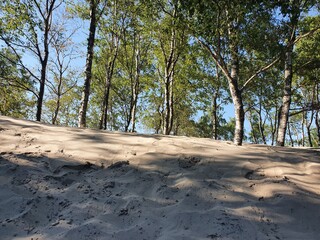 Sandy beach and trees.  Bottom view of deciduous trees in good sunny weather.