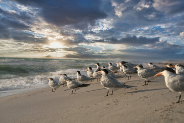 seagulls on the beach morning sunrise beautiful nature travel coast sea water Miami Florida vacation birds  - Powered by Adobe