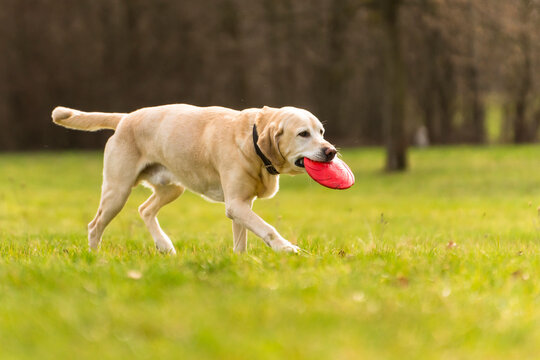 Labrador carrying plastic disk