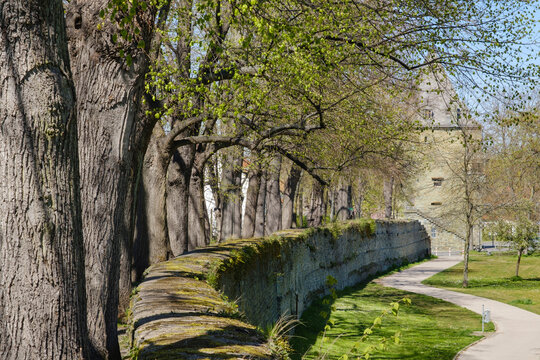 Moss on retaining wall by footpath at Osthofen Gate Museum, Soest, North Rhine Westphalia, Germany