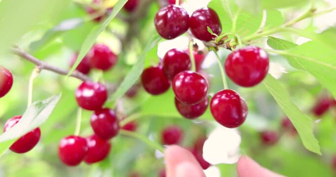 Picking cherries in the orchard. Close up of fresh and ripe cherries picking from a branch, slow motion