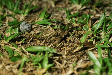 Aranha marrom camuflada na grama.