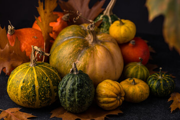 Various decorative pumpkins. Autumn concept