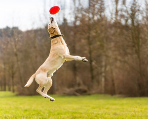 Labrador jumping to catch plastic disc