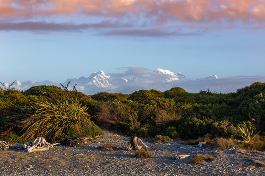 New Zealand, South Island, Fox Glacier, Seaside vegetation with snowcapped mountains in background