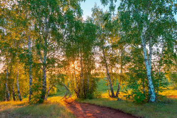 The road through the birch forest at sunset.