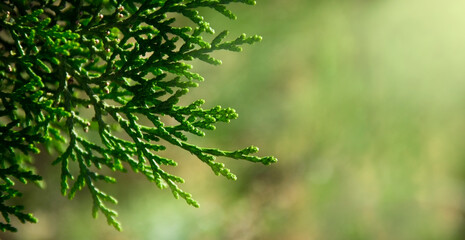 thuja branch under the sun