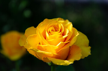 A yellow rose in the shade of a summer garden.