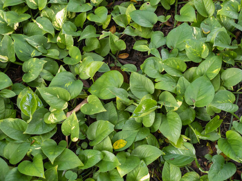 Green money plant on natural green carpet.Background texture. The scientific name is Epipremnum pinnatum. Heart leaves.
